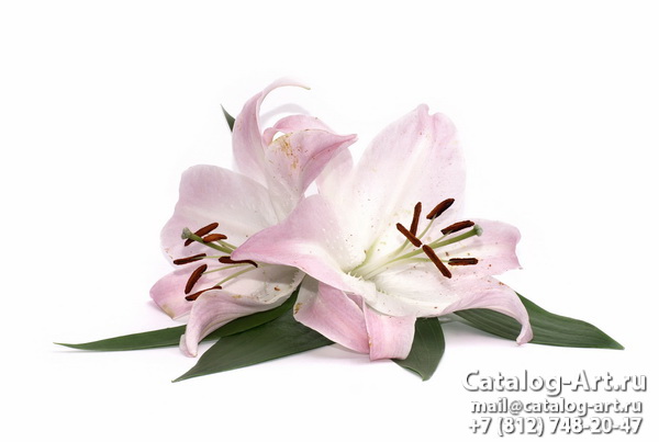 Pink lilies 1